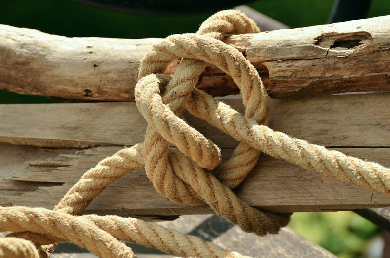 Old tree tied with rope