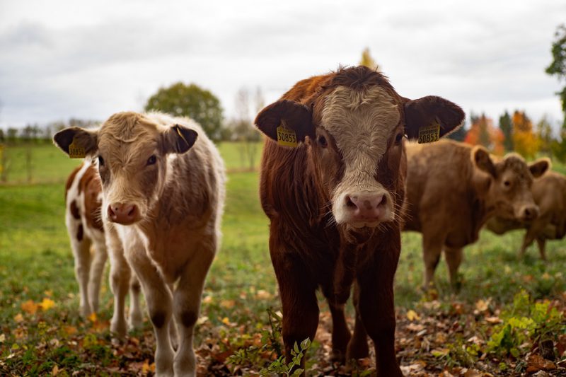 A herd of cattle on a pasture