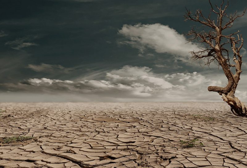 A desert with a solitary dead tree