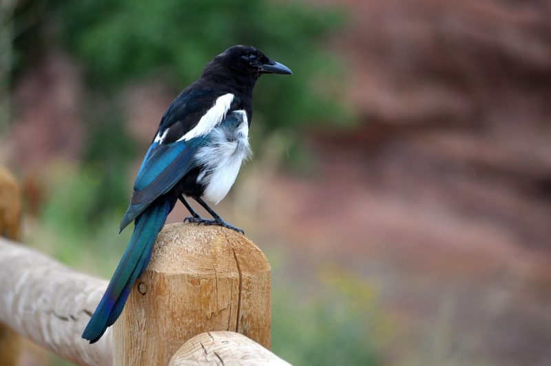 Magpie bird in a dream