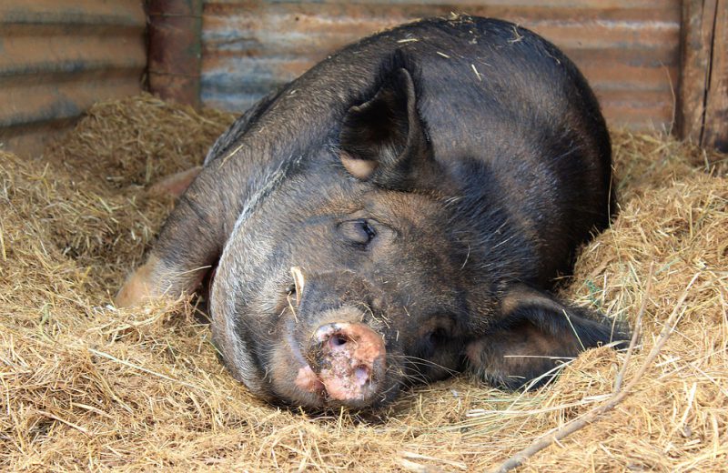 The pig is lying in the hay