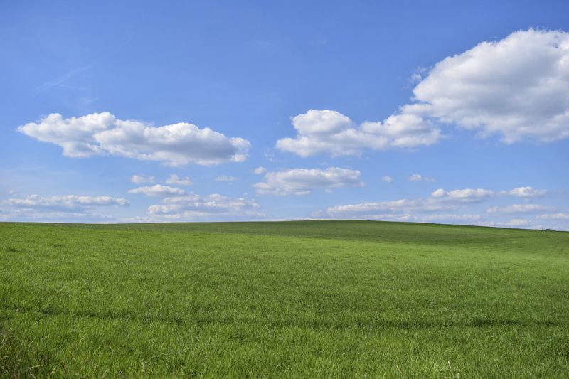 Green pasture and clear sky