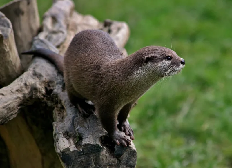 An otter standing on a piece of wood