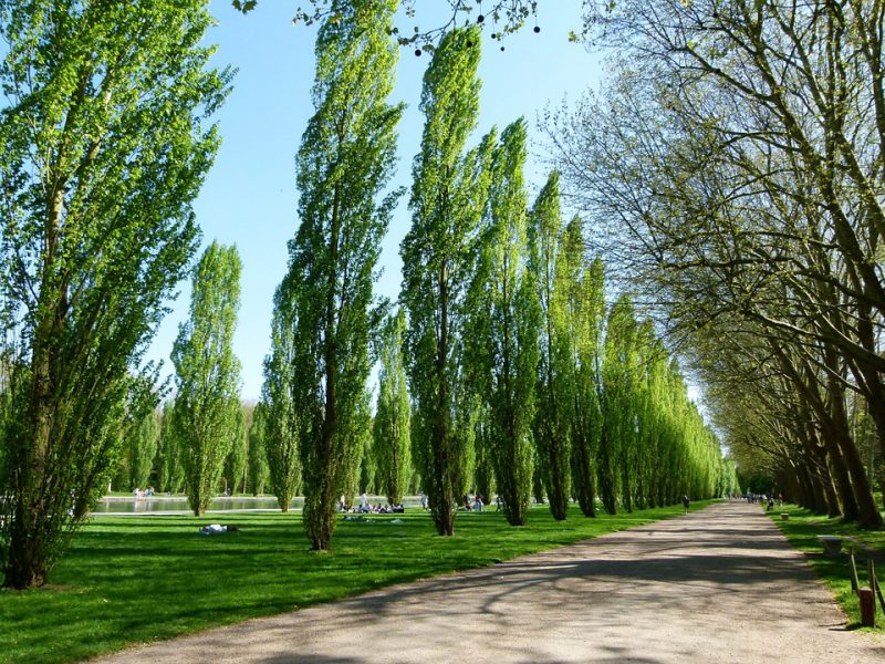A row of poplar trees