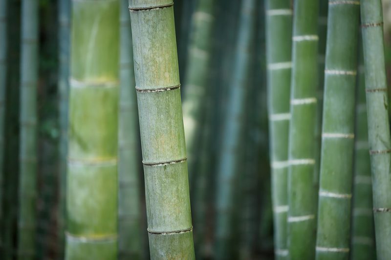 Bamboo tree up close