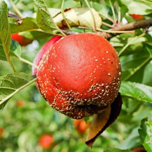 A rotten apple hanging on a fruit tree
