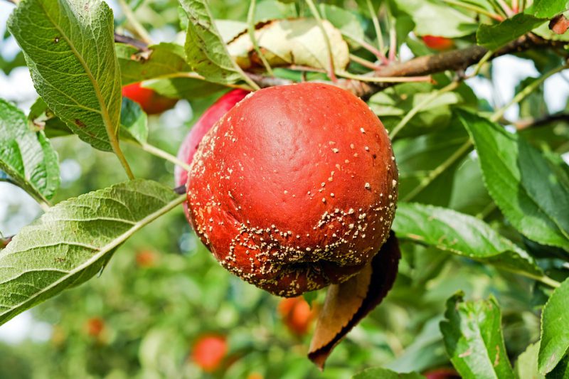A rotten apple hanging on a fruit tree