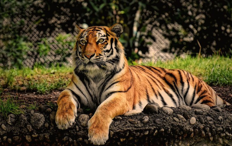 Tiger in a dream