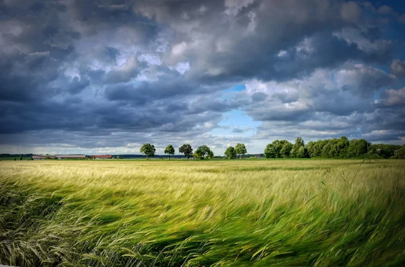 Landscape of grassy fields with trees in the distance and cloudy sky