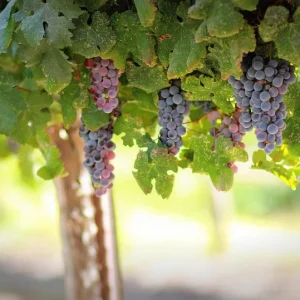 Grapes grown on the vine in the vineyard