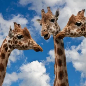 Three giraffe heads photographed with a sky background