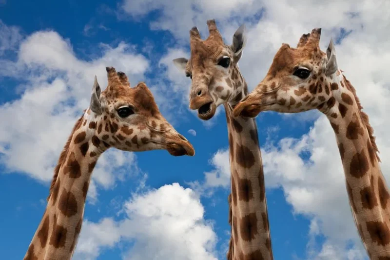 Three giraffe heads photographed with a sky background