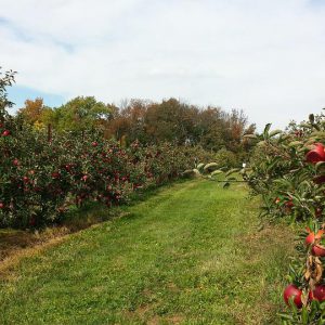 Passage through the orchard