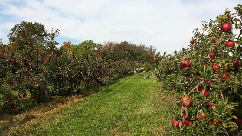 Passage through the orchard