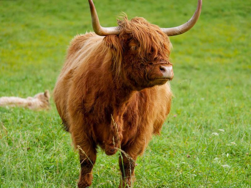 An ox is standing on a green pasture