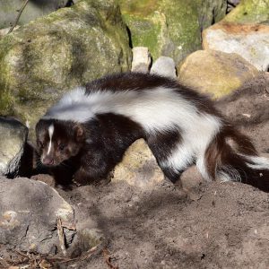 The skunk is lying on the ground next to the rocks
