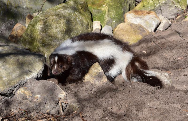 The skunk lying on the ground next to the rocks