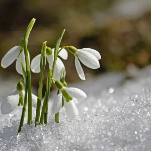 Snowdrop flower that emerged through the snow