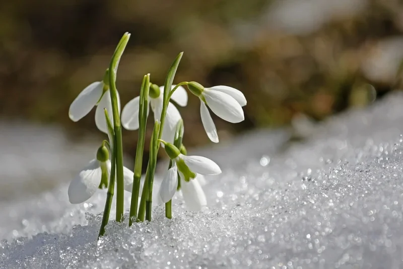 Snowdrop flower that emerged through the snow