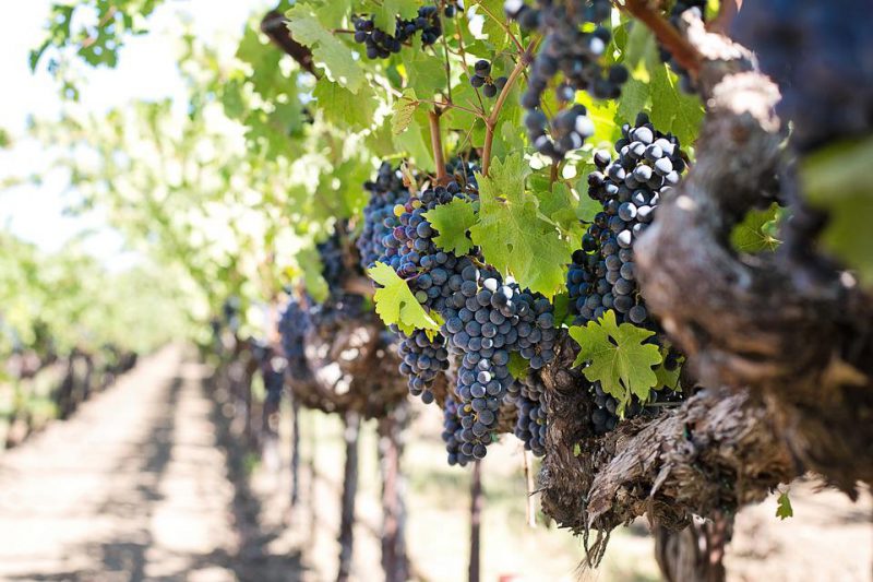 Blue grapes on the vine in the vineyard