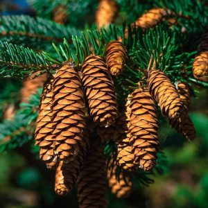 Conifer cone on a branch