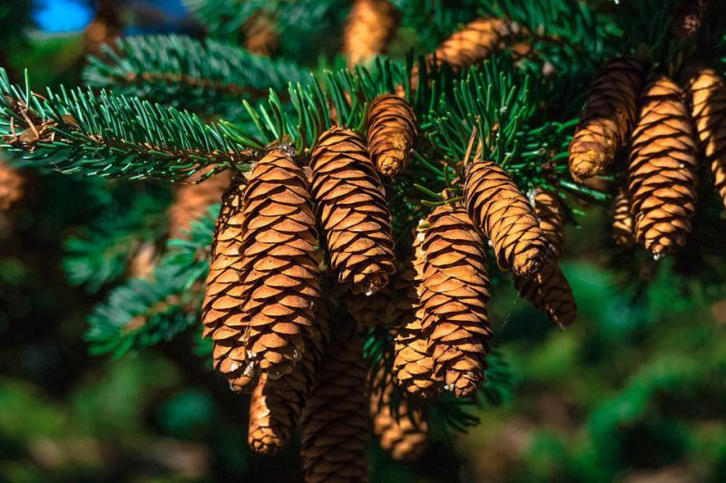 Conifer cone on a branch