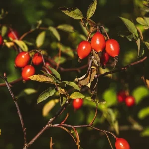 Rosehips on the branches