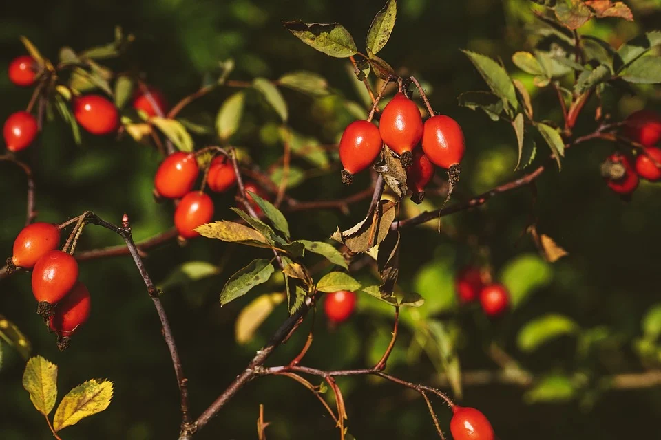 Rosehips on the branches