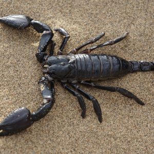 Black scorpion in the sand