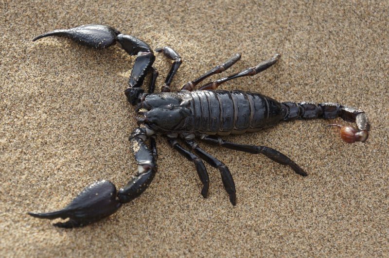 Black scorpion in the sand