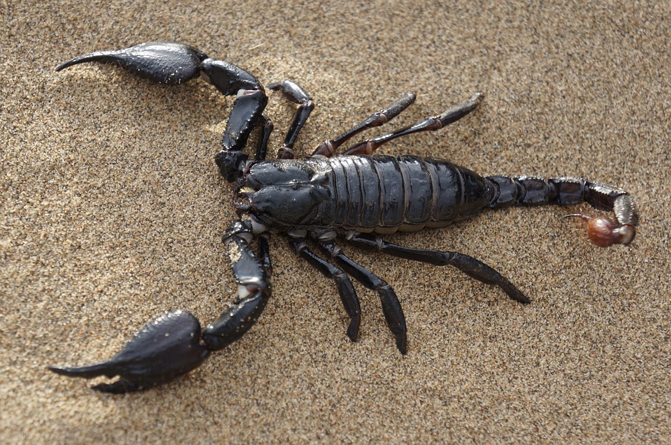 Black scorpion in the sand