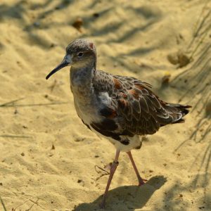 Snipe bird standing in a sand
