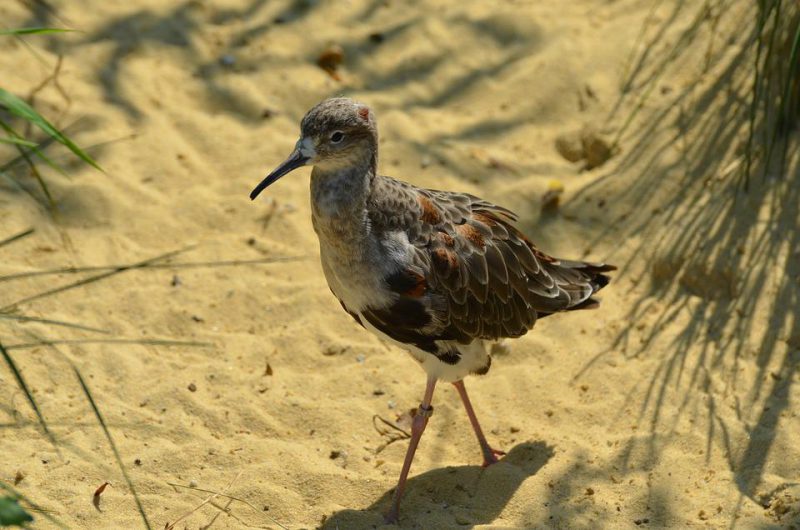 Snipe bird standing in a sand