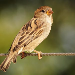 A sparrow is standing on a wire