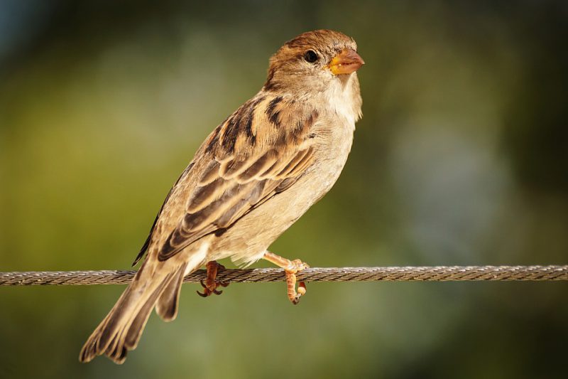 A sparrow is standing on a wire