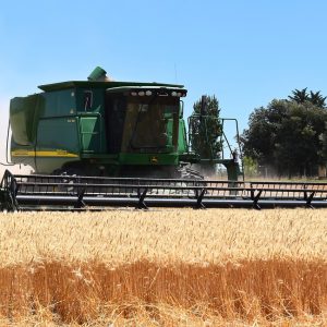 Combine harvests wheat in the field