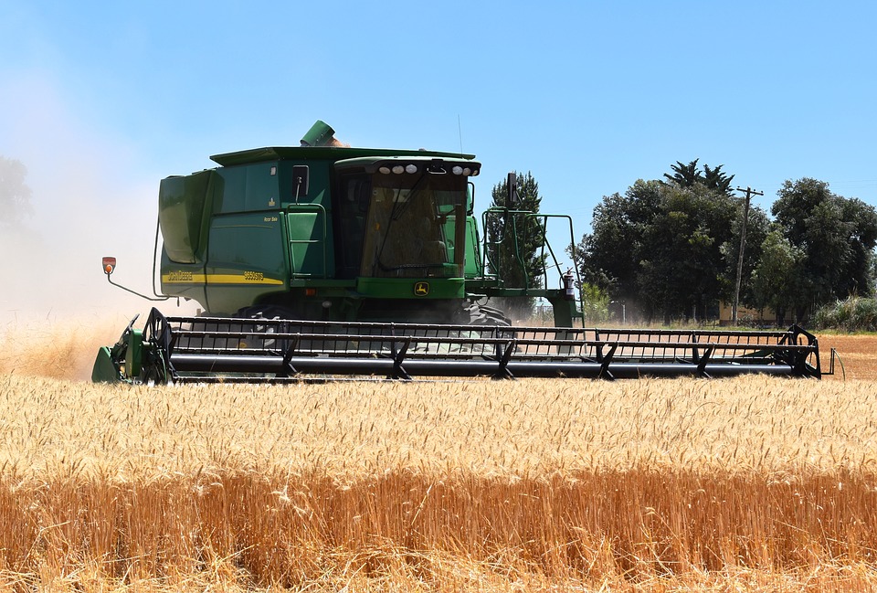 Combine harvests wheat in the field