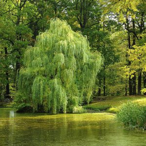 Weeping Willow on the side of the pond