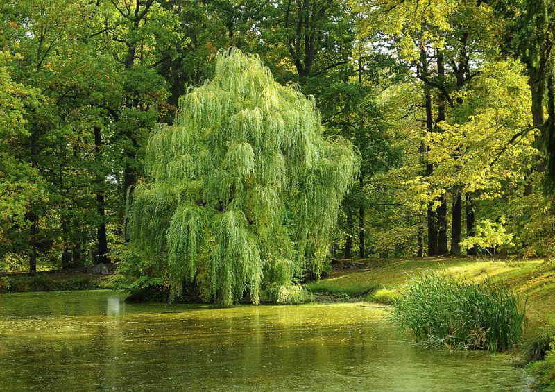 Weeping Willow on the side of the pond