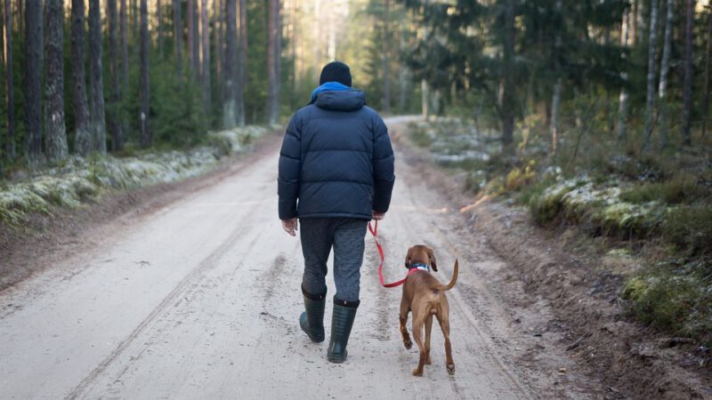 Forester with a dog, walking on a forest road