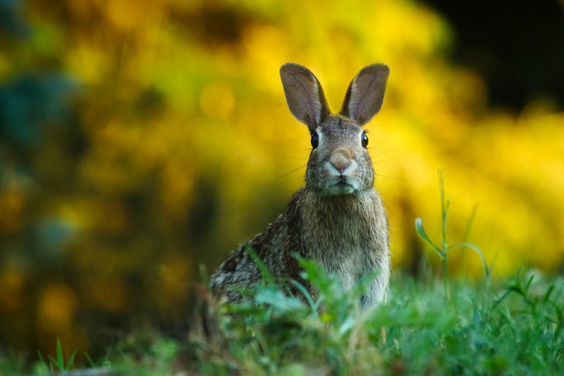 Dreaming about rabbit