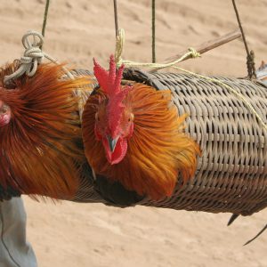 Roosters caught in a trap