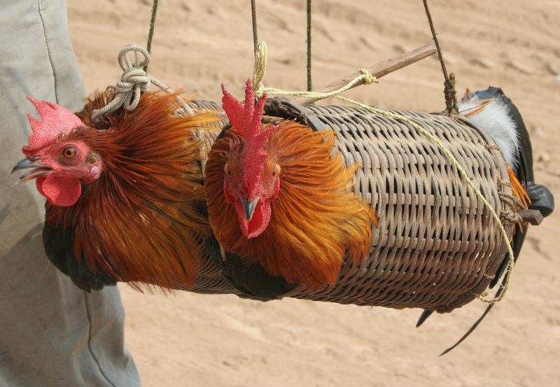 Roosters caught in a trap