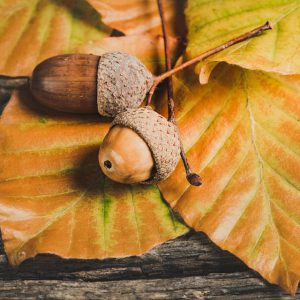Acorns on autumn leaves