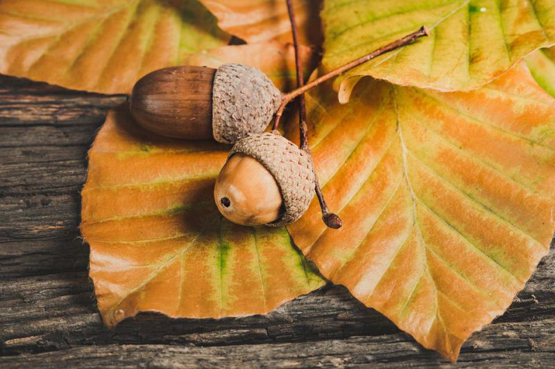 Acorns on autumn leaves