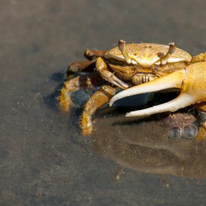 The crab stands in shallow water