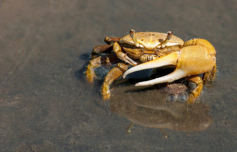 The crab stands in shallow water