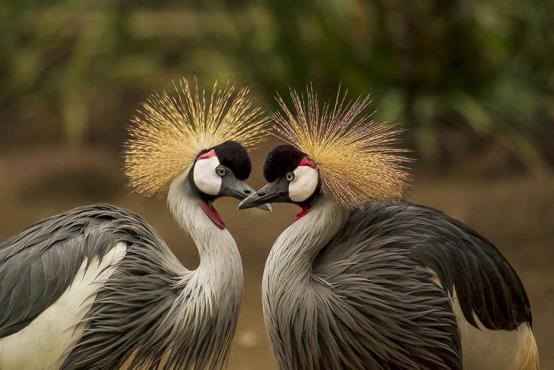 Two Crane birds together