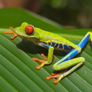 Green frog standing on a leaf