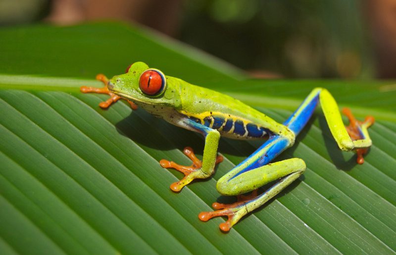 Green frog standing on a leaf